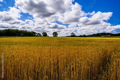 Wheat field in summer with blue sky