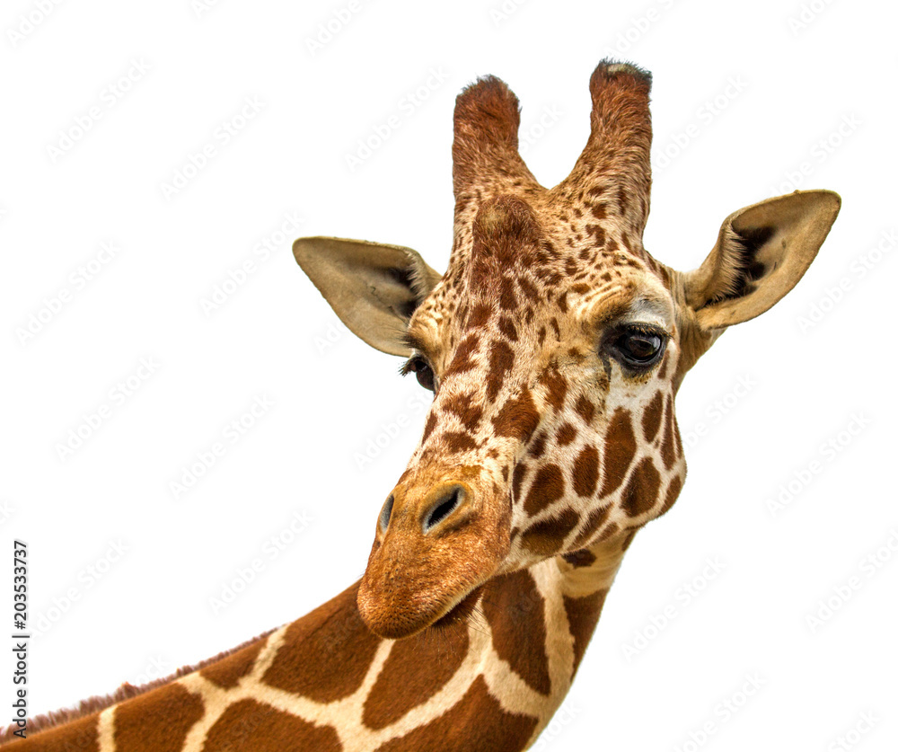 Naklejka premium head of a giraffe on a white background