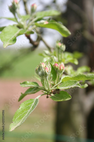 Pink Apple blossoms on branch in springtime. Selective focus.