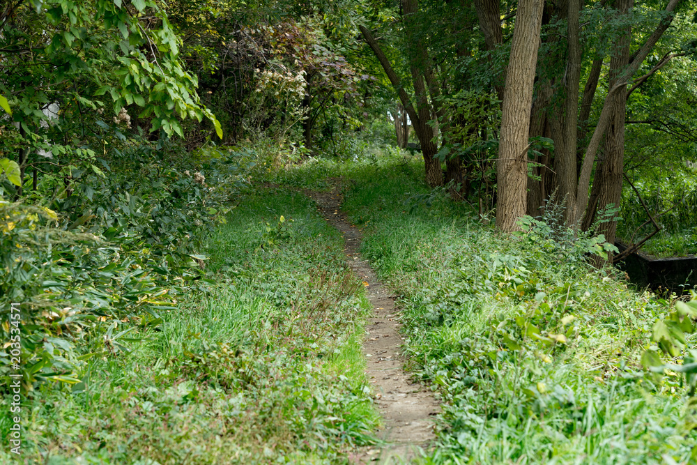 Fototapeta premium けもの道のイメージ / 山奥のイメージ