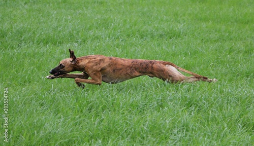 Fotografija beautiful whippet is running in the garden
