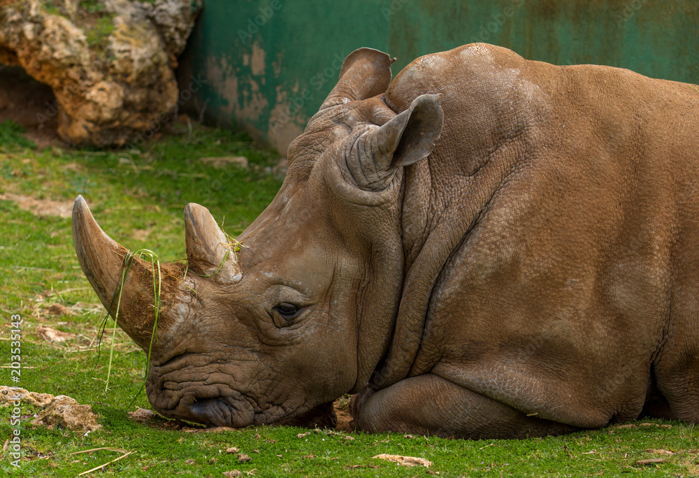   rhino in the zoo