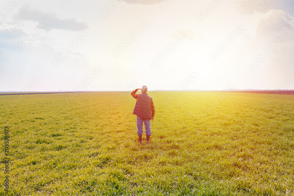 Rear view of senior farmer standing in young wheat field at sunset.