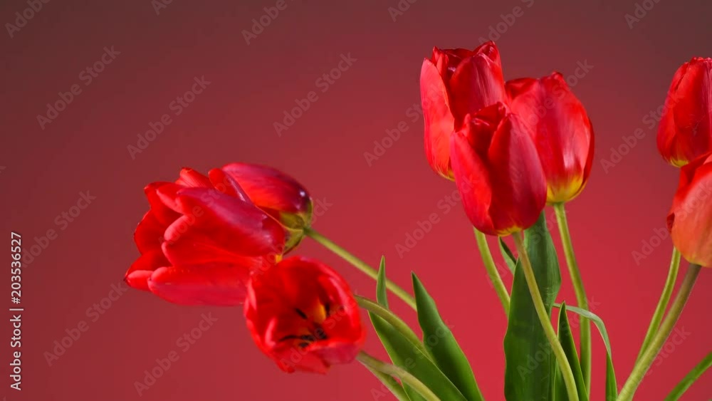Tulips. Red tulip flowers blooming closeup over red background. Spring bouquet. Opening flowers time lapse. 4K UHD video 3840X2160 Tulips. Red tulip flowers blooming closeup over red background. Spring bouquet. Opening flowers time lapse. 4K UHD video 3840X2160