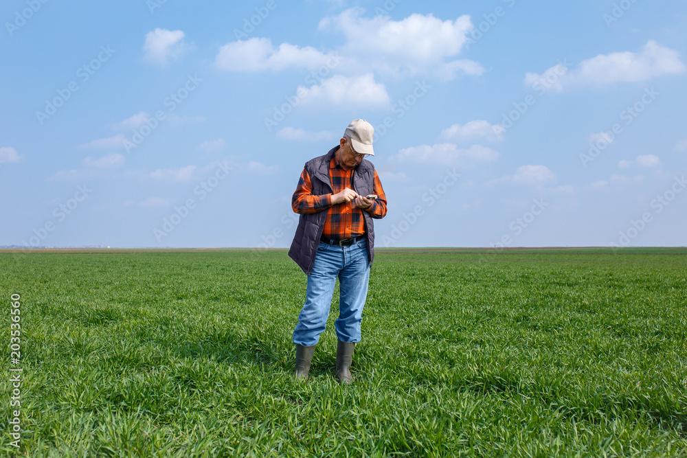 Senior farmer standing in young wheat field holding phone in his hand and examining crop.