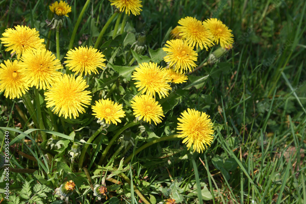 Dandelion plant with yellow flowers in the garden. Taraxacum officinalis.