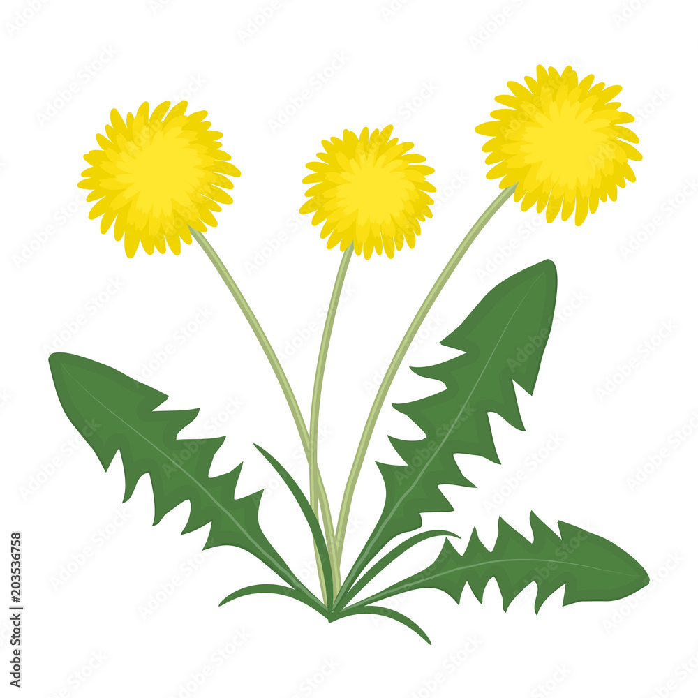Obraz premium Yellow dandelions with green leaves on a white background. Vector illustration