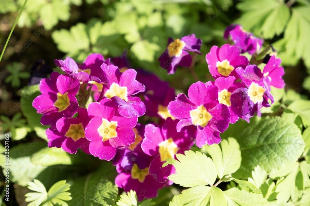 Naklejka premium Frühling