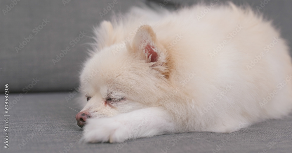 White Pomeranian sleeping on sofa