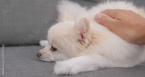 Woman touch on her Pomeranian dog