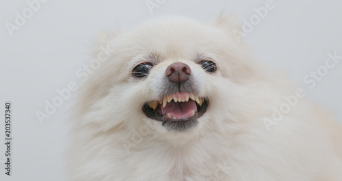 Bilde på lerret White Pomeranian dog feel angry