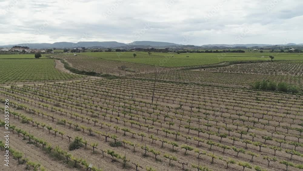 Aerial view of vineyards in Penedes Catalonia Spain