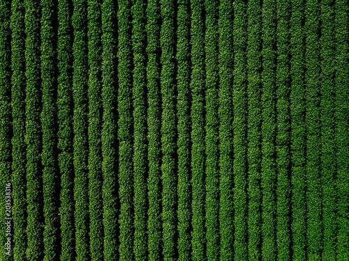 Green country field of potato with row lines, top view, aerial photo