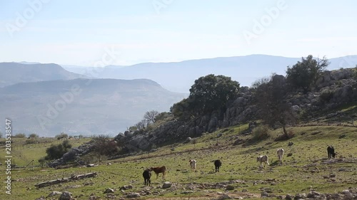 Vacas en campo de hierva en un día claro