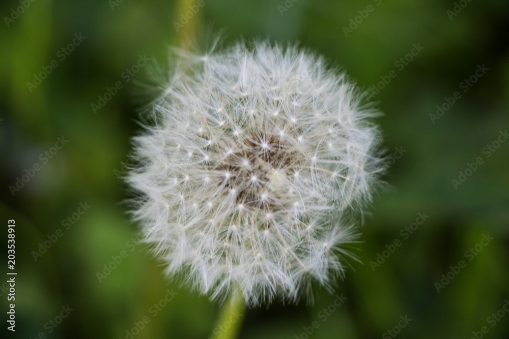 Dandelion seeds macro Dandelion seeds macro