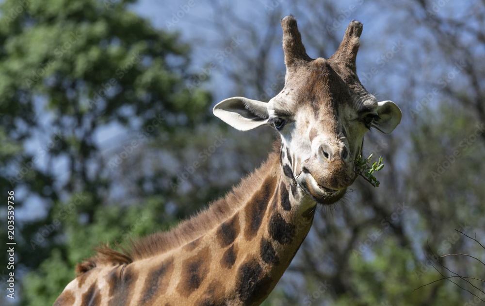 Fototapeta premium Head of giraffe chewing in a twigg