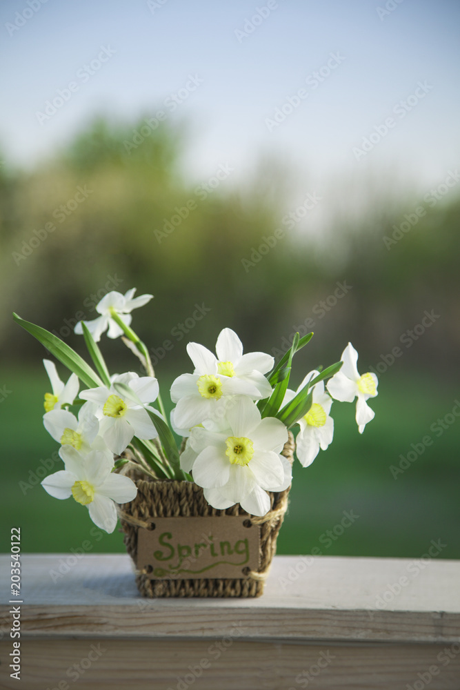 Narcissus flower. Spring flower in flower pot.