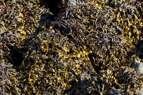 Seaweed texture shot