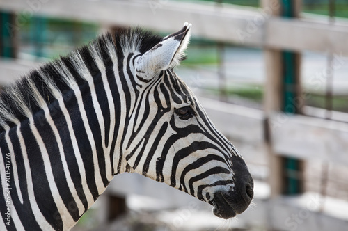 portrait of a zebra closeup