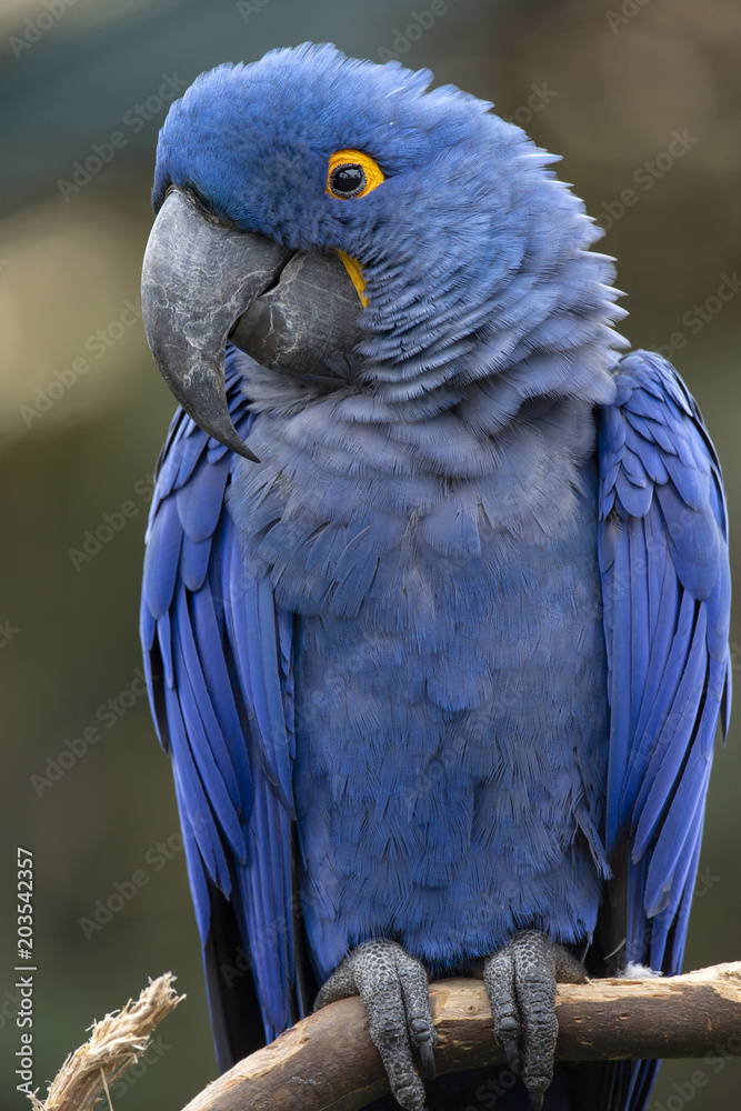 Fototapeta premium Lears Macaw (Anodorhynchus leari)