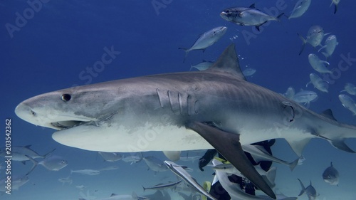 Portrait of a shark swimming in the ocean. Concept  Holidays  nature  traveling