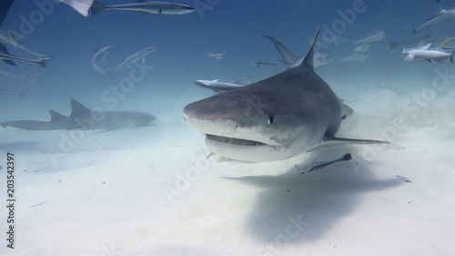 Wallpaper Mural Portrait of a shark swimming in the ocean. Concept: Holidays, nature, traveling Torontodigital.ca