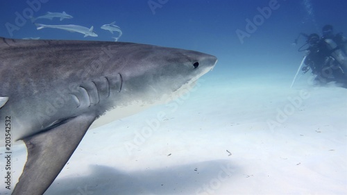 Portrait of a shark swimming in the ocean. Concept  Holidays  nature  traveling