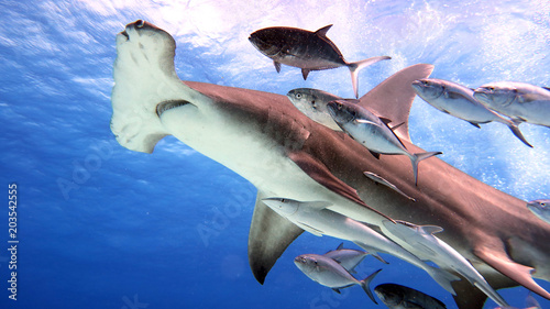 Portrait of a shark swimming in the ocean. Concept  Holidays  nature  traveling