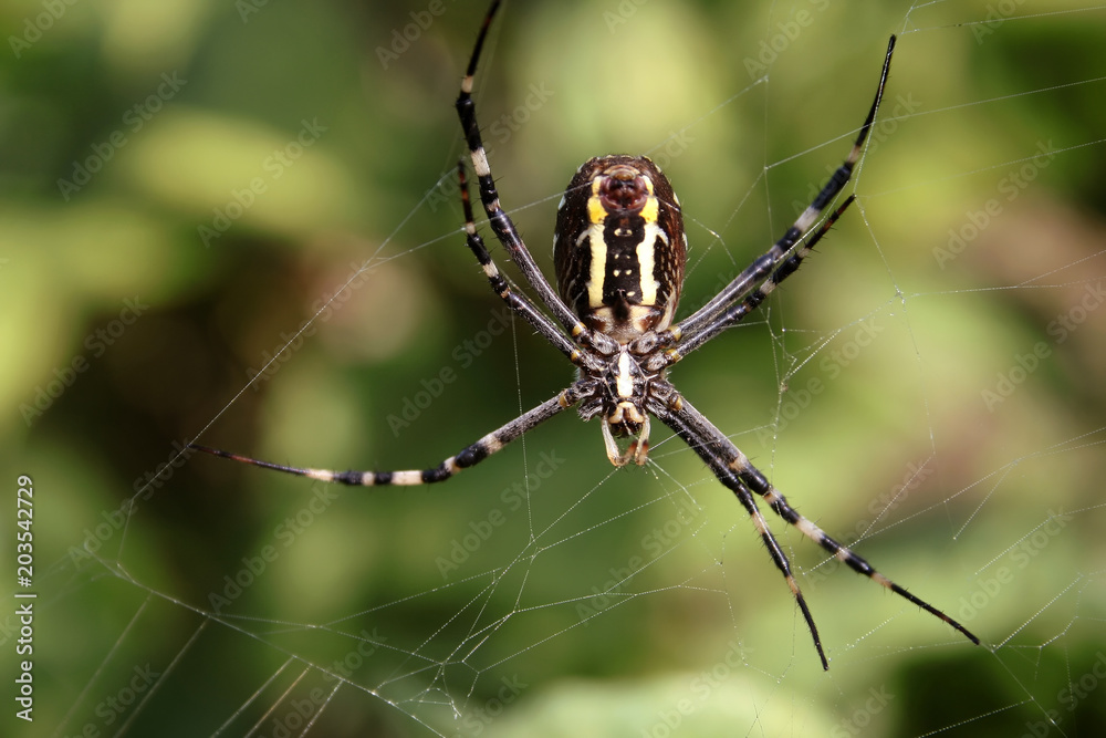 Wasp spider (Argiope Bruennichi)
Wasp spider (Argiope Bruennichi)