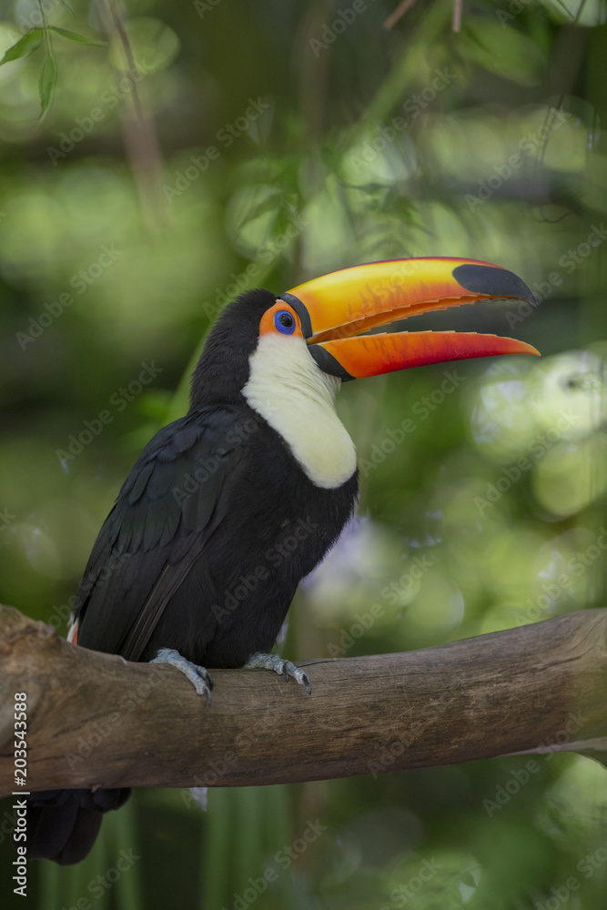 Fototapeta premium Toco Toucan in deep vegetation