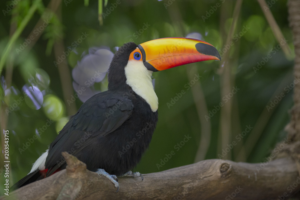 Obraz premium Toco Toucan in deep vegetation