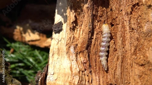 Big roundheaded borers woodcutter (Cerambycidae), larva of the Longhorned Beetle, construction wooden beams destroyed by insect attack, disease of the tree, pests of wood photo