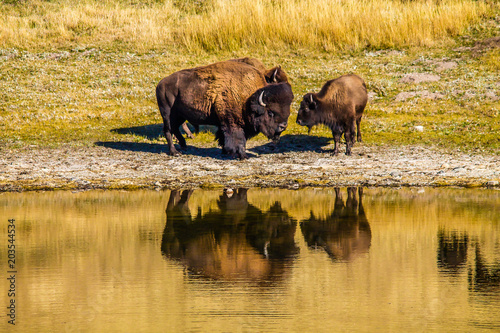 Bison grazing by the water  Waterton Lakes National Park  Alberta  Canada