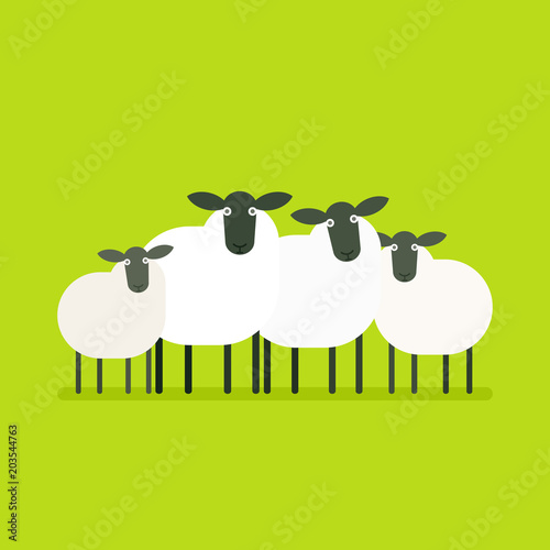 herd of sheep