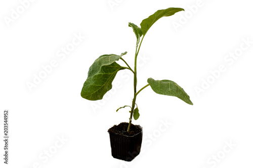 Small eggplant plant in black pot on white background
