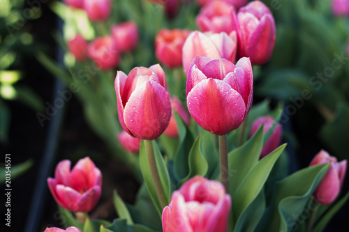 Field of tulips close-up. Pink flowers with dew drop on petals. Shallow depth of field