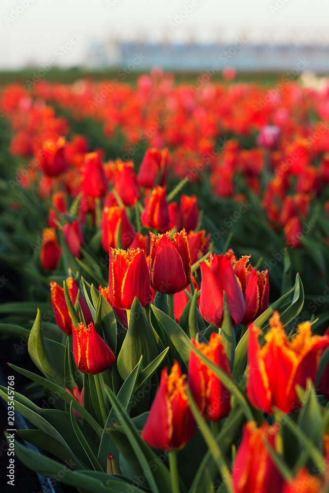 Obraz premium Field of tulips close-up. Many red flowers. Shallow depth of field