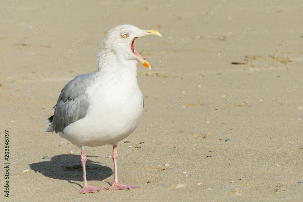 Fototapeta premium Insel Langeoog