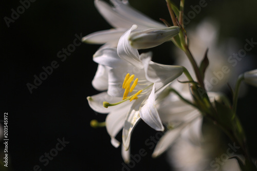 White lilies. Selective focus.