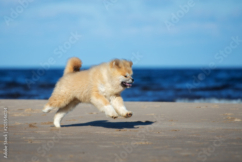 happy akita inu puppy running on a beach