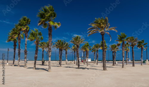 Palmen am Strand von Valencia