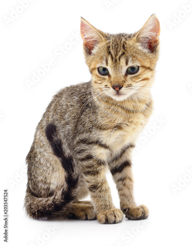 Kitten on white background.