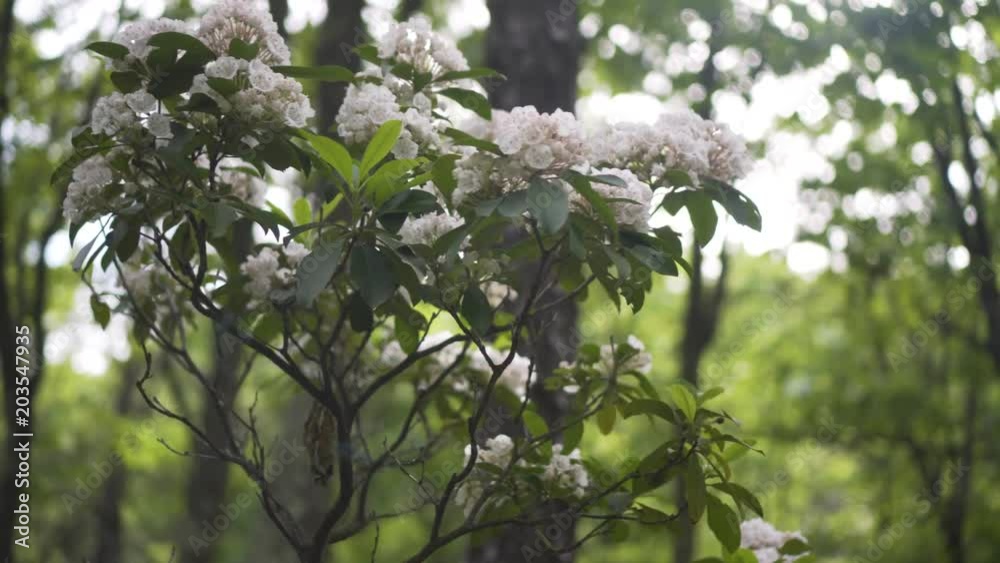 Closeup steadicam orbit around mountain laurel blossoms. Closeup steadicam orbit around mountain laurel blossoms.