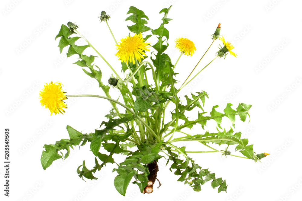 Obraz premium Dandelion - roślina