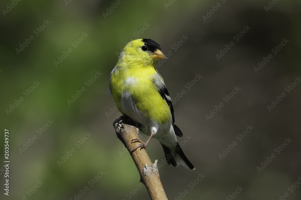 Curiosity is a Goldfinch Curiosity is a Goldfinch