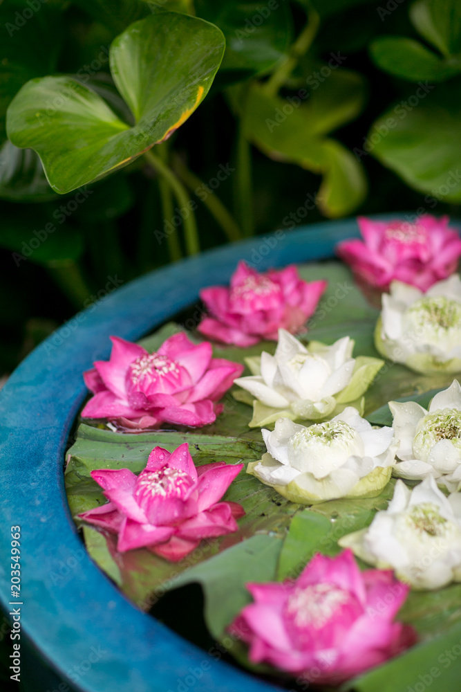 Thai Lotus Flowers in water pot for decoration in the garden. asian style.