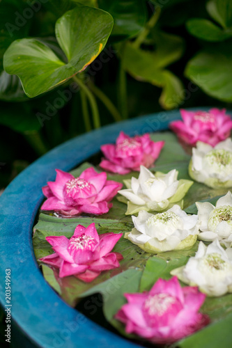 Thai Lotus Flowers in water pot for decoration in the garden. asian style.