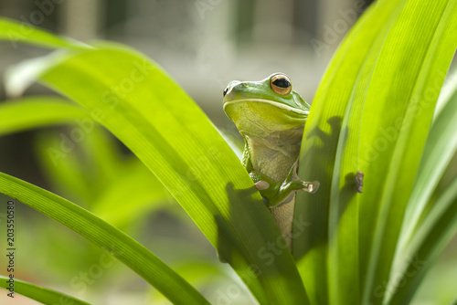 Frog Sunbathing
