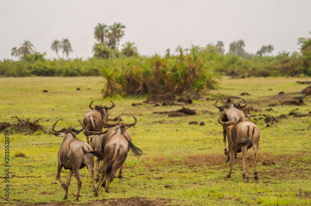 Wildebeest herds grazing in the savannah of Amboseli