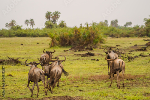 Wildebeest herds grazing in the savannah of Amboseli © Demande Philippe
